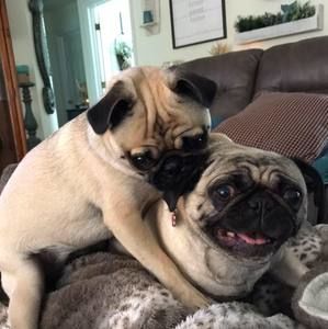 Meet your Posher, Sharon